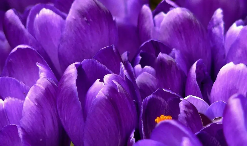 از کاشت تا فرآوری زعفران در مجموعه زربرج؛ روایتی از یک مسیر دقیق و کنترل‌شده